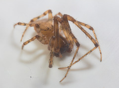 IMG 2765 Spider-1
