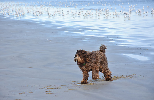 autumn at the beach