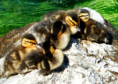 Jung-Enten in Limone 1. ©UdoSm