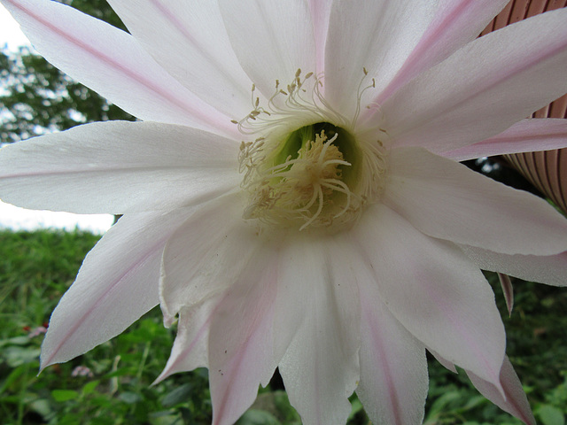 Die lang ersehnte duftende Kaktusblüteblüte ist wieder da!