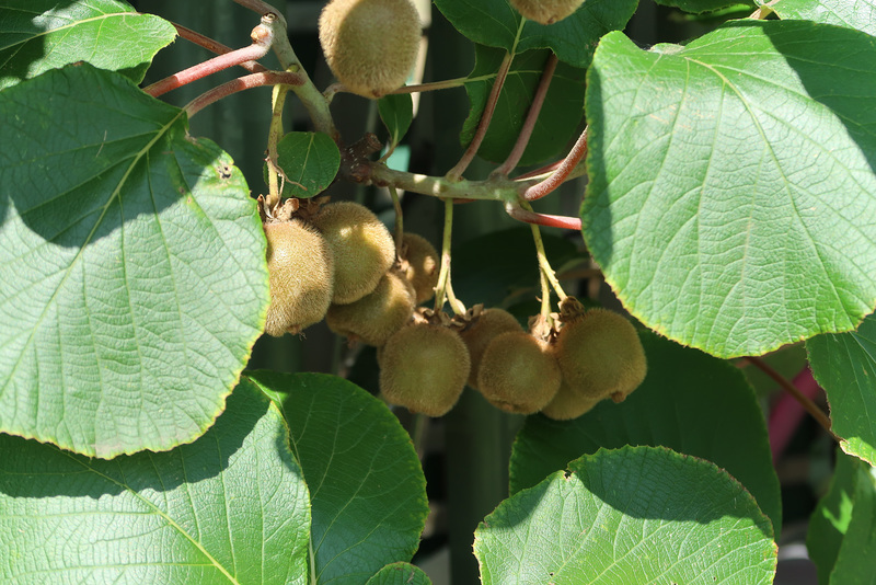 Kiwi fruit in the Garden