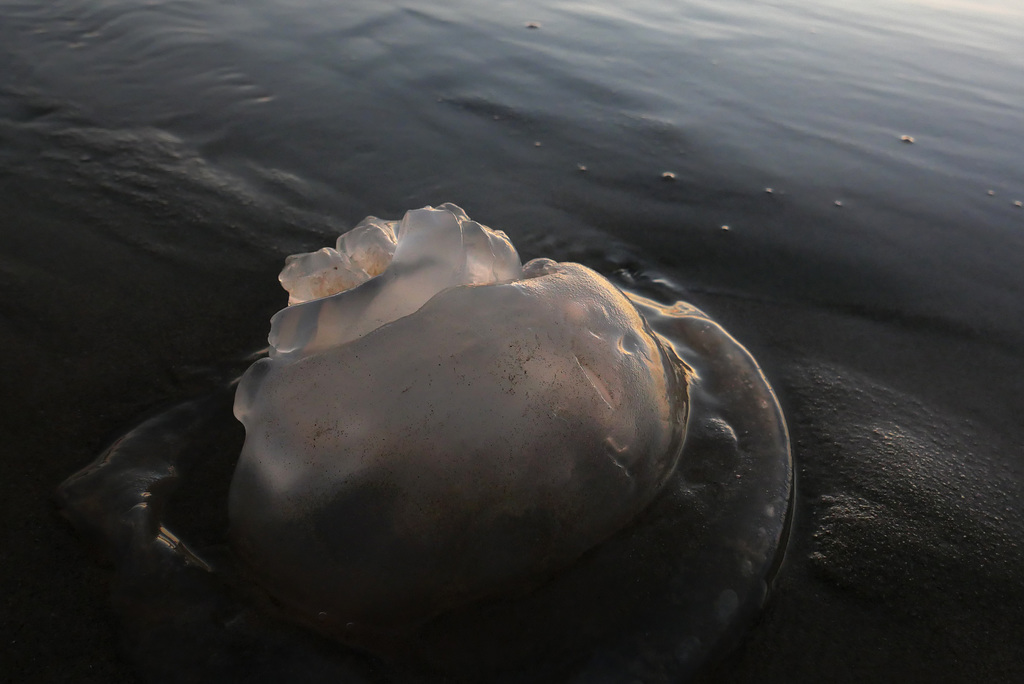 Jellyfish at sundown