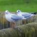 Seagulls on the river bank