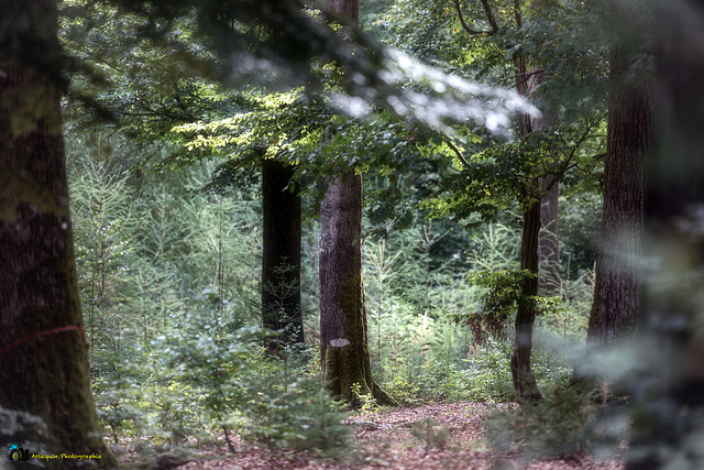 Spätsommerlicher Wald