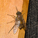 IMG 2386 Beefly-1