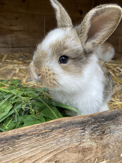 Frohe Ostern! Happy Easter!