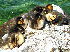 Jung-Enten in Limone 2. ©UdoSm