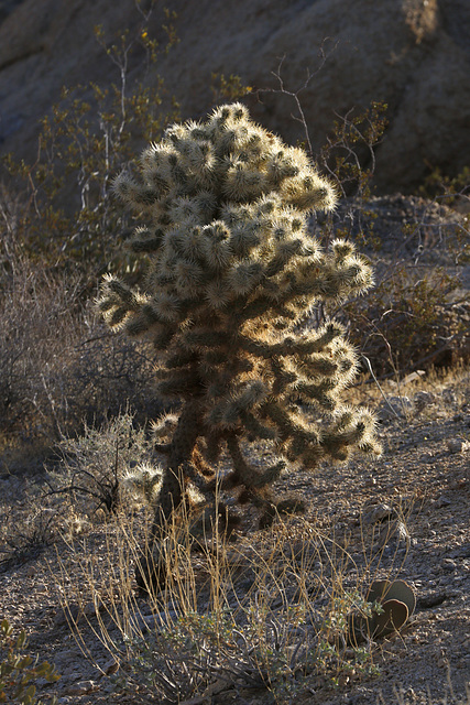 Teddybear Cholla