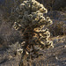 Teddybear Cholla