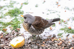 Fieldfare