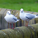 Seagulls, River Dee, Chester