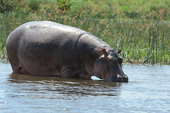 Uganda, Large Hippo on the Victoria-Nile River