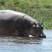 Uganda, Large Hippo on the Victoria-Nile River