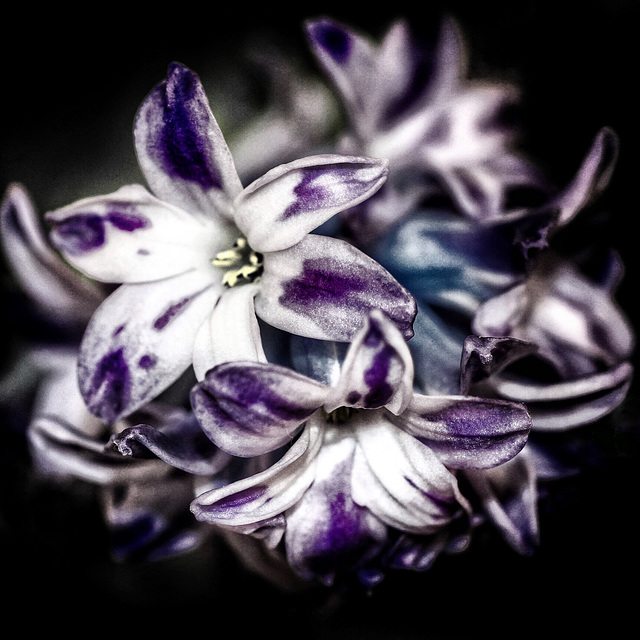 hyacinth 3