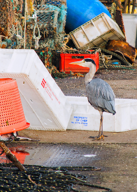 Grey Heron, St Andrews Harbour