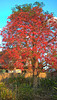 Flame Tree and Fences 20231113 18 00 40 Pro