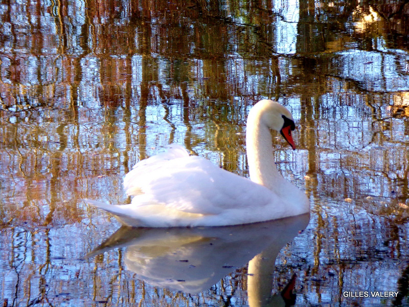 OLIVET-cygne sur le Loiret (4)