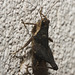 IMG 2433 Grasshopper-1