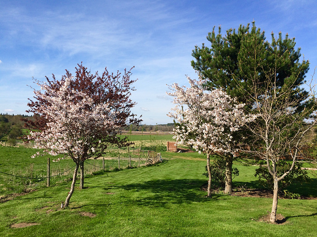 Cherry blossom