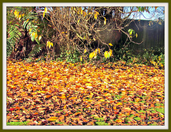 Autumn Carpet.