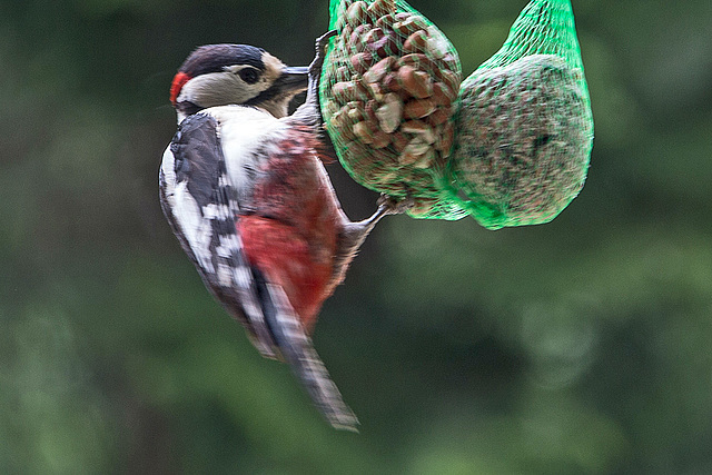 20160526 1756VRAw [D~LIP] Buntspecht (Dendrocopos major), Bad Salzuflen