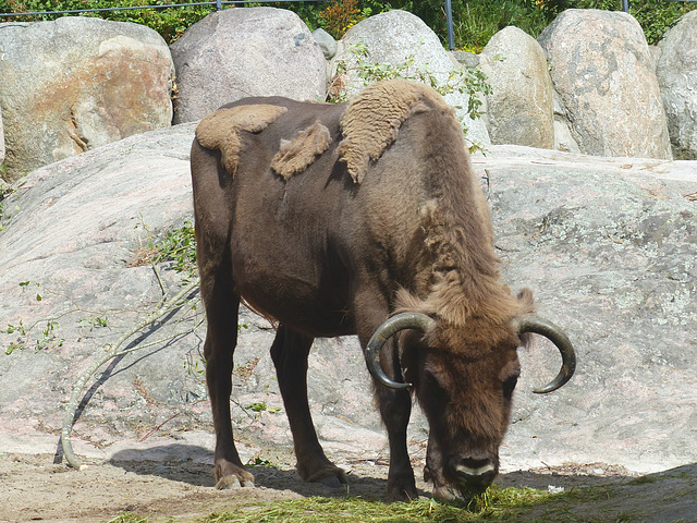 Helsinki Zoo (7) - 2 August 2016