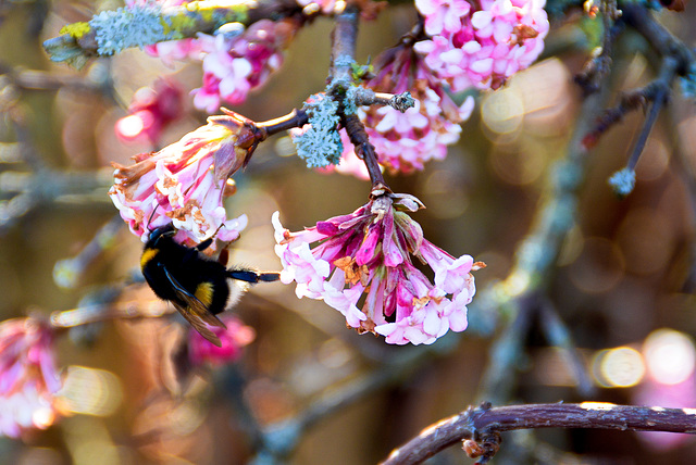 Bumblebee in December!