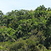 Dry forest of Little Tobago island