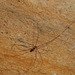 DSCN9233a - aranha