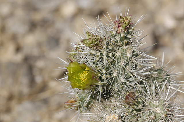 Teddybear Cholla