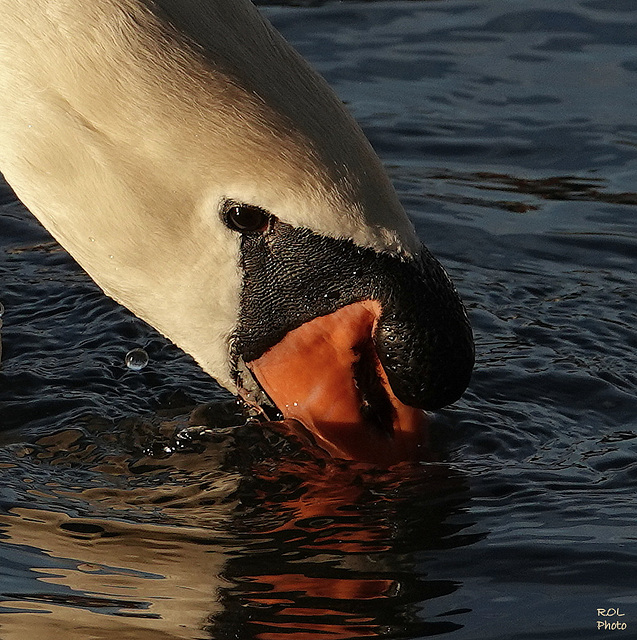 On appelle ça ...avoir le bec dans l'eau