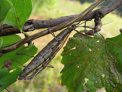 Anisomorpha sp.  mating