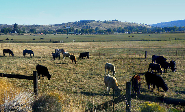 Livestock