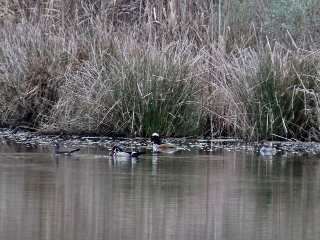 Hooded mergansers & wood ducks