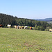 Thüringen ist doch schön - Berge, gute Luft,Wald, Vieh auf der Weide - es läd zum Wandern ein