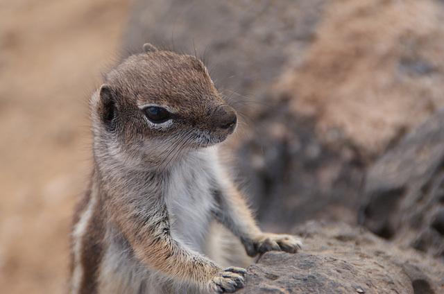 Atlashörnchen