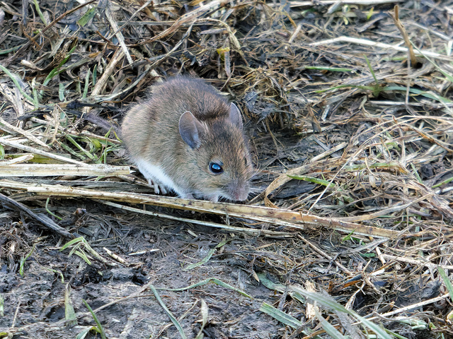 Field Mouse