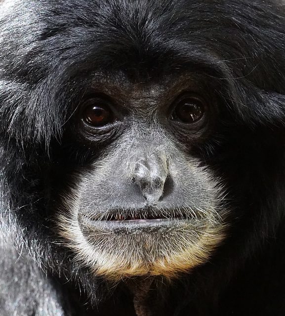 Siamang (PiP)