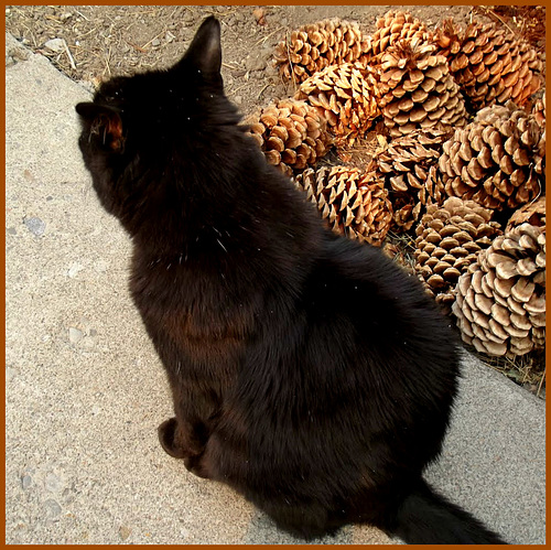 Pinecones with cat