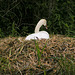 Swan Nest