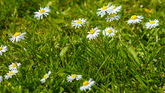 Daisies on the lawn