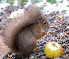 Nuts preferred.