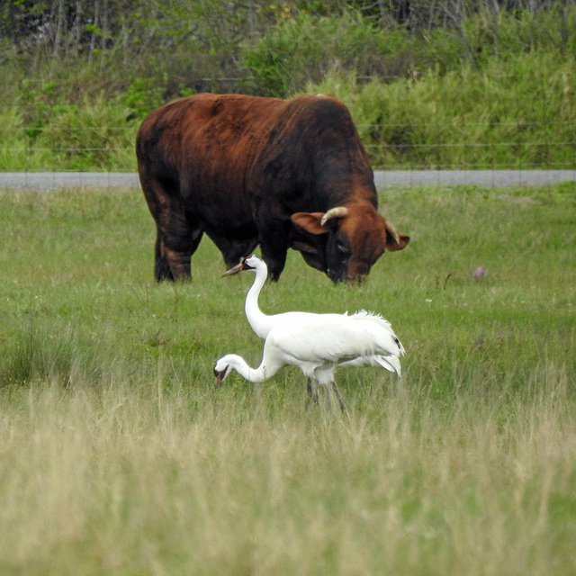 Day 2, cattle & Whooping Cranes