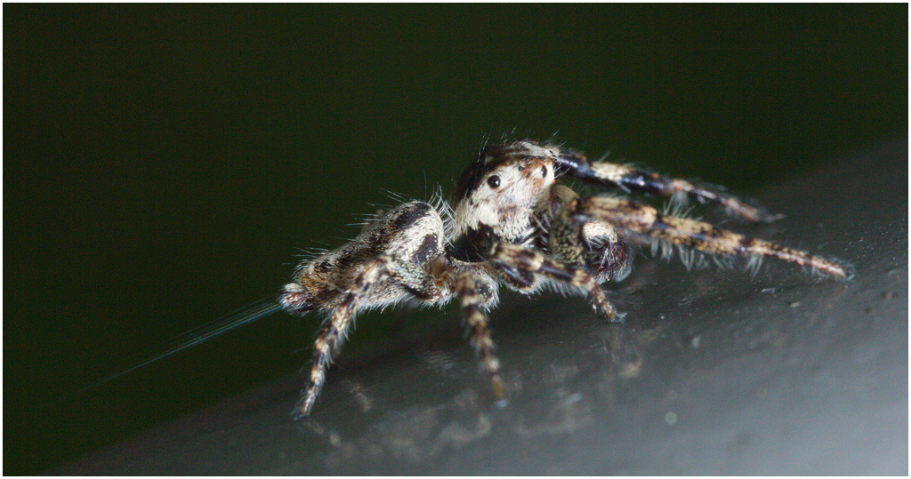 IMG 9630 Spider