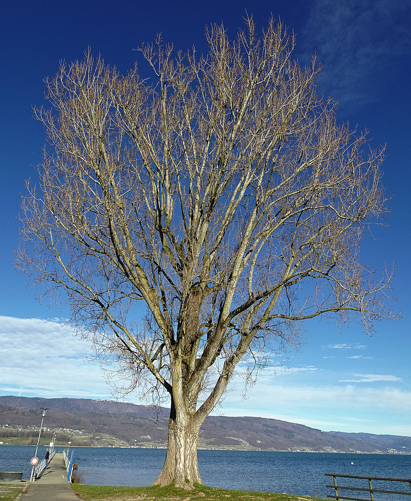 Der einsame Baum