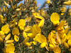 oaw[b&w] - bee on gorse