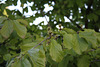 Parrotia (2)