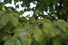 Parrotia (2)