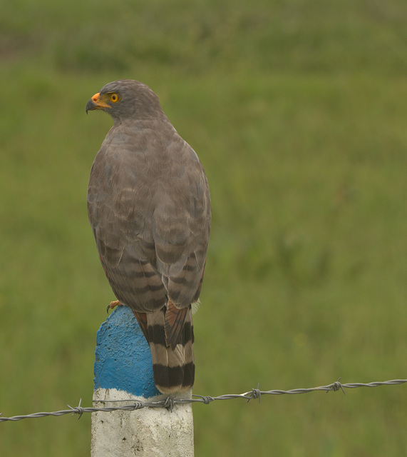 IMG 9199birdofprey