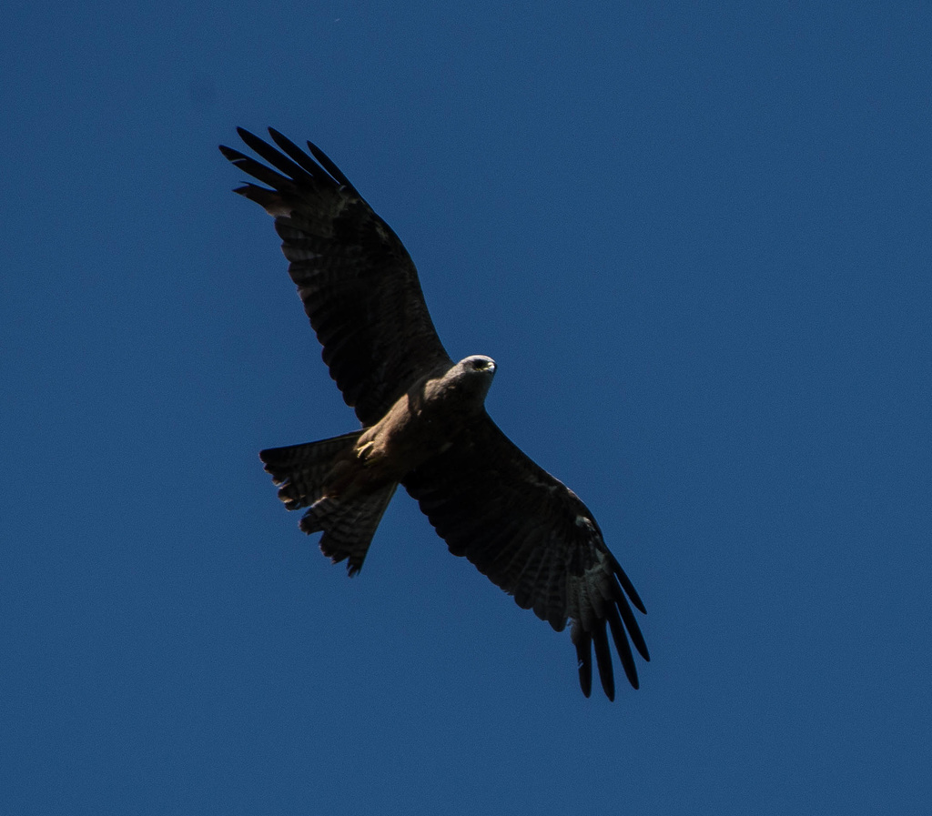 milan noir (milvus migrans) - gravière de Joux (Rhône)